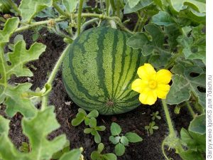 как посадить тыкву дыню и арбуз