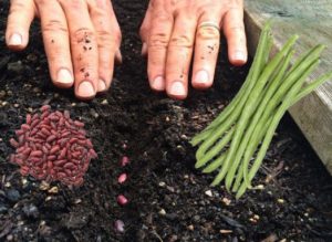 как посадить фасоль