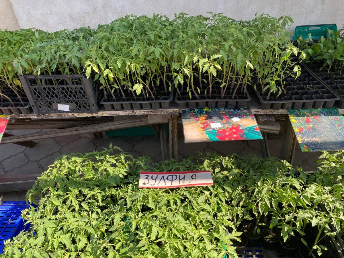Рассада на рынке Басарабяски: какова ее цена и есть ли спрос