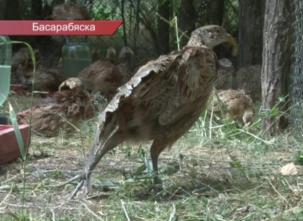 Давайте вспомним. В районе Басарабяска пополняют популяцию фазанов (2015 г.)
