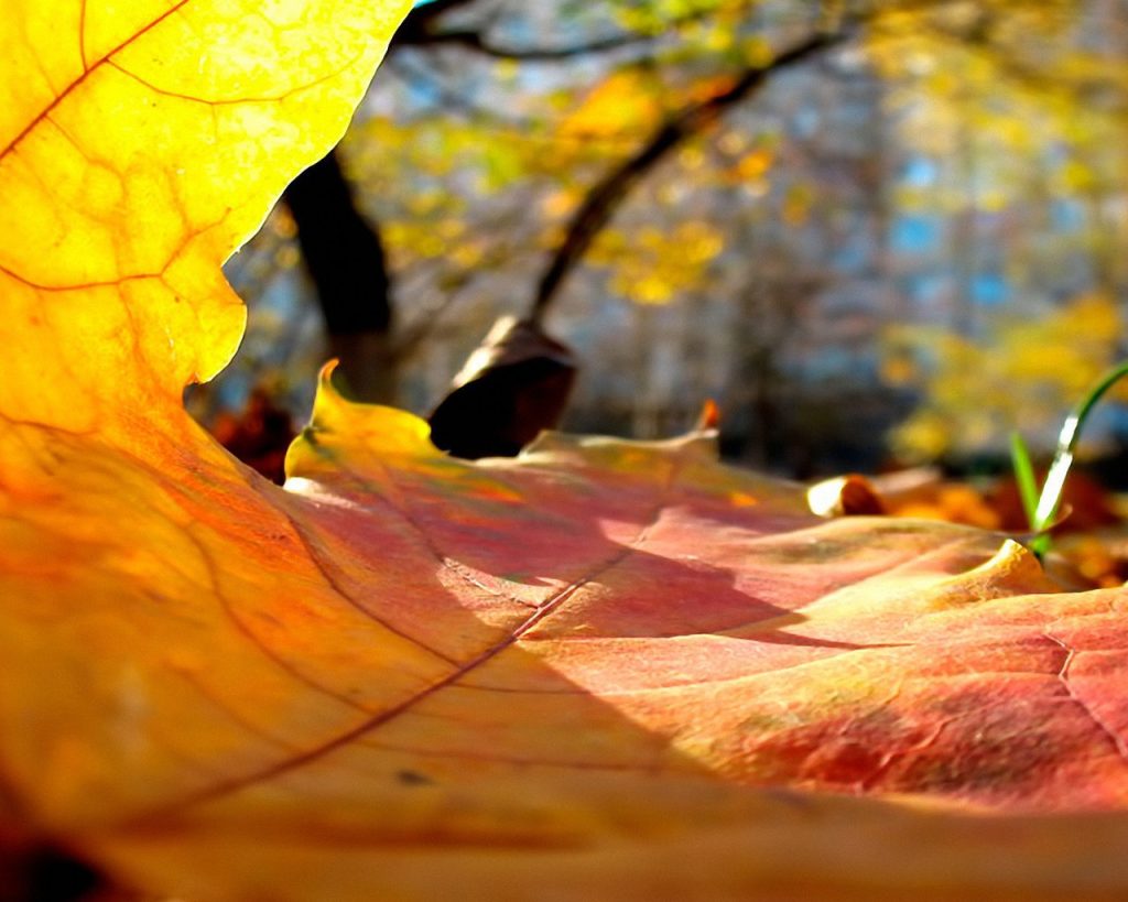Погода в районе Басарабяска. Какой она будет на этой неделе