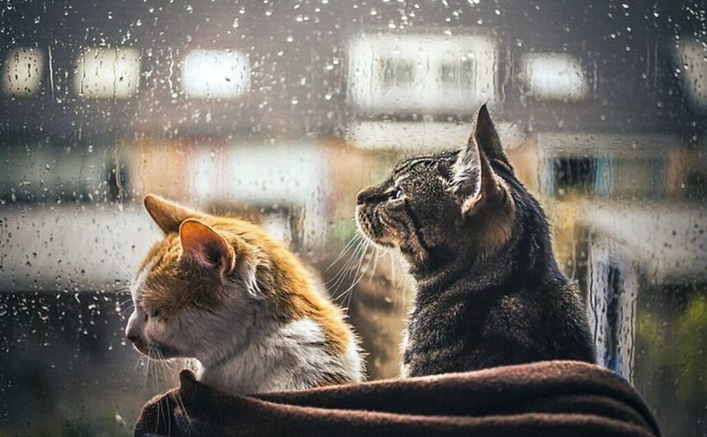 Погода в районе Басарабяска. На этой неделе возможен снег