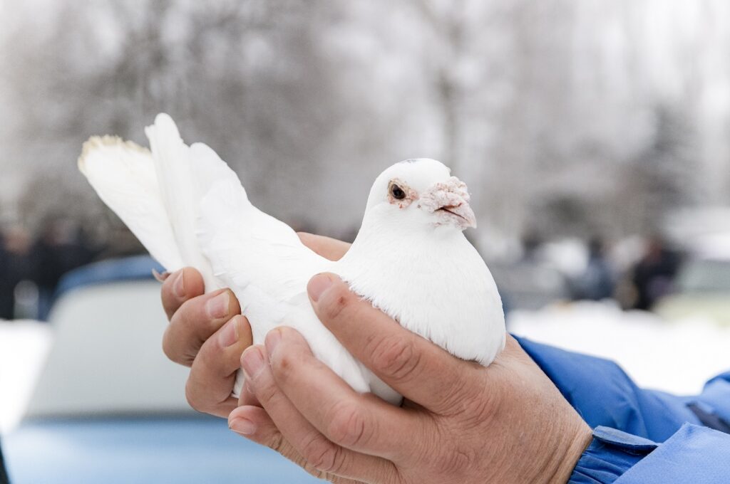 Выставка-ярмарка