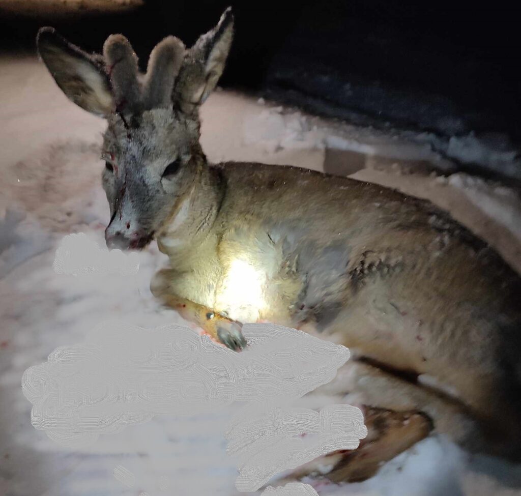 (VIDEO) Imagini cu impact emoțional! Un căprior de 10 luni a fost scăpat de la moarte, la Cimișlia