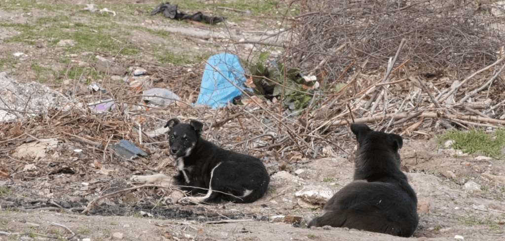 бездомные животные Басарабяски