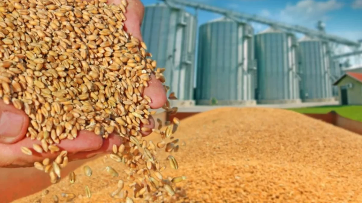 Preţul grâului rusesc este în scădere, pe fondul producţiei ridicate