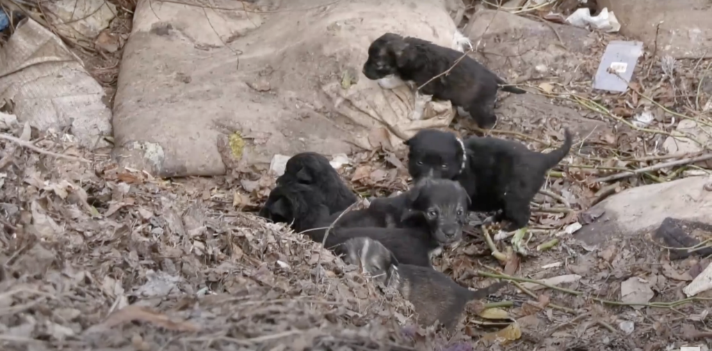 бездомные животные басарабяска