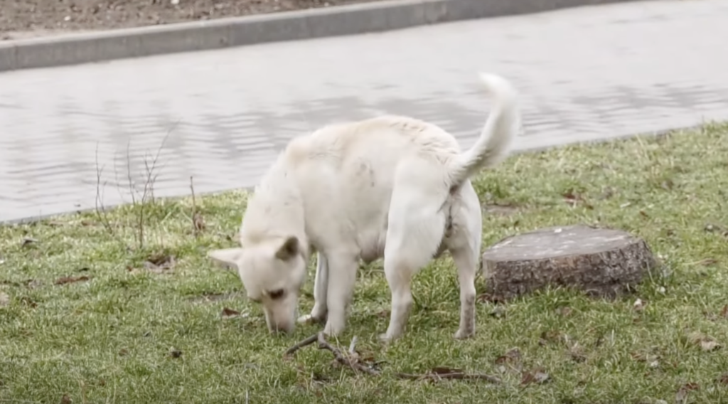 травля животных