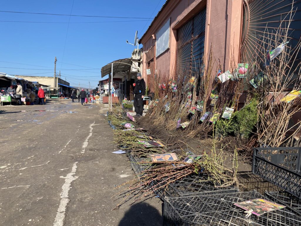 саженцы в Басарабяске