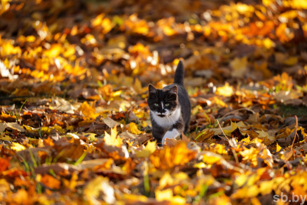 Прохладно и ветрено. Прогноз на первую неделю октября