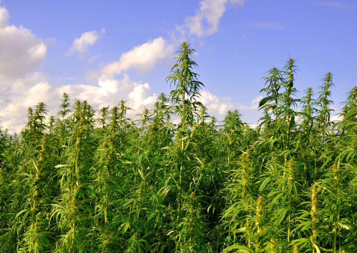 В Молдове аграриям разрешили выращивать промышленную коноплю