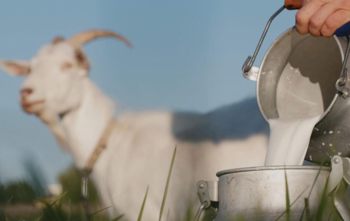 субсидии на молоко, AIPA