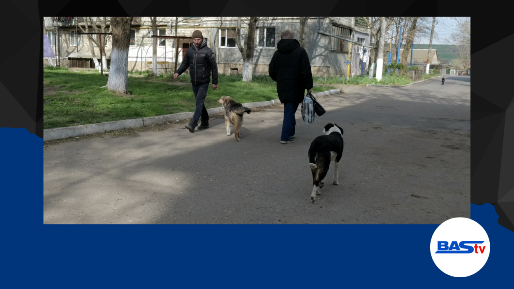 (ВИДЕО) «Меня собака за ногу цапнула»: в Басарабяске бродячие животные стали серьезной проблемой
