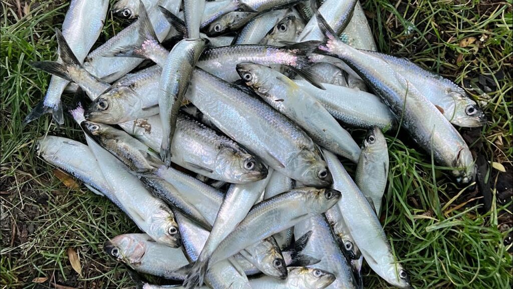 Din 9 mai, pescarii vor putea prinde scrumbie de Dunăre în Nistru, cu respectarea unor condiții