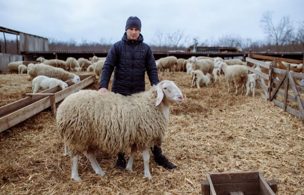 (FOTO) Fermier din sudul Moldovei modernizează oieritul tradițional: ovine cu nume de flori și gestiune digitalizată în ferma lui Constantin Roșca