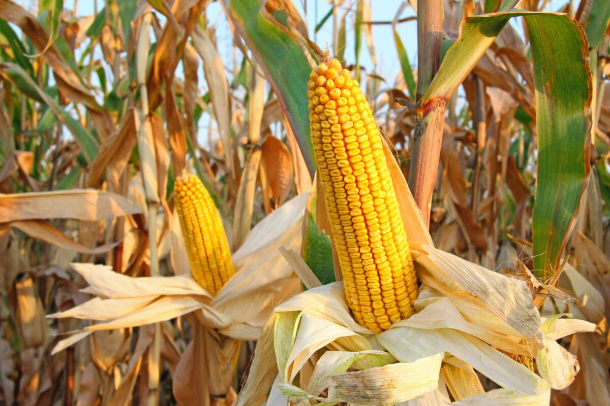 Starea culturilor agricole din Basarabeasca în 2025