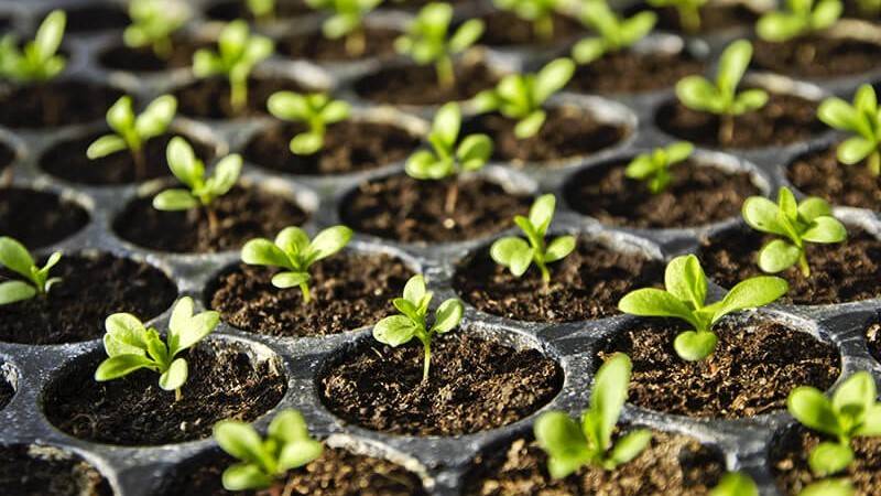 Până la 1 iunie, producătorii de material semincer şi săditor trebuie să prezinte declarații de multiplicare a producerii
