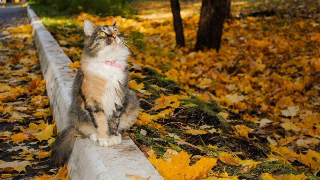На юге Молдовы потеплеет до +19°C. Прогноз погоды на неделю