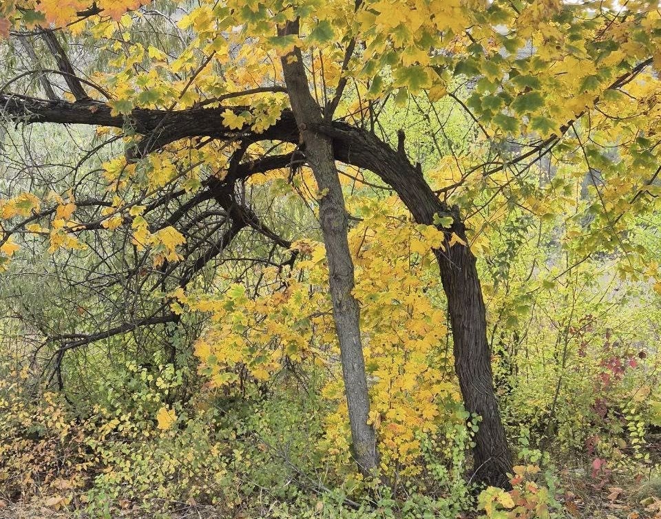 погода в Басарабяске