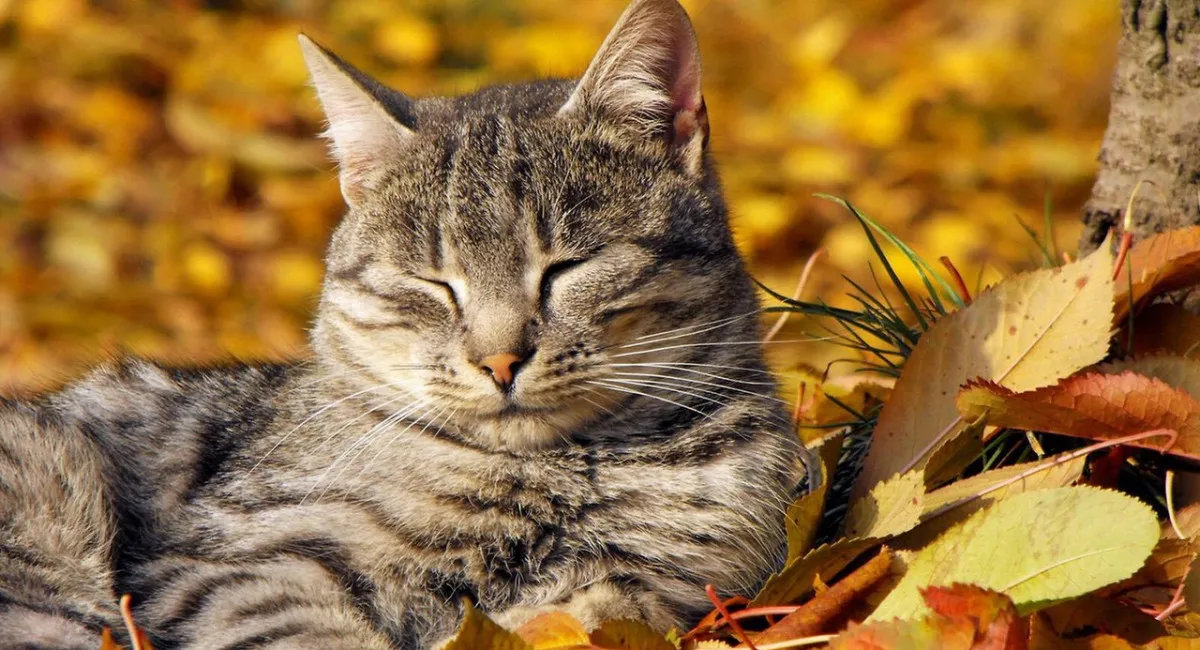 кот в листьях
