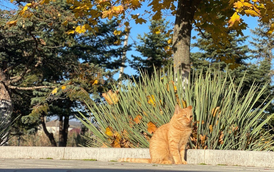 рыжий котик