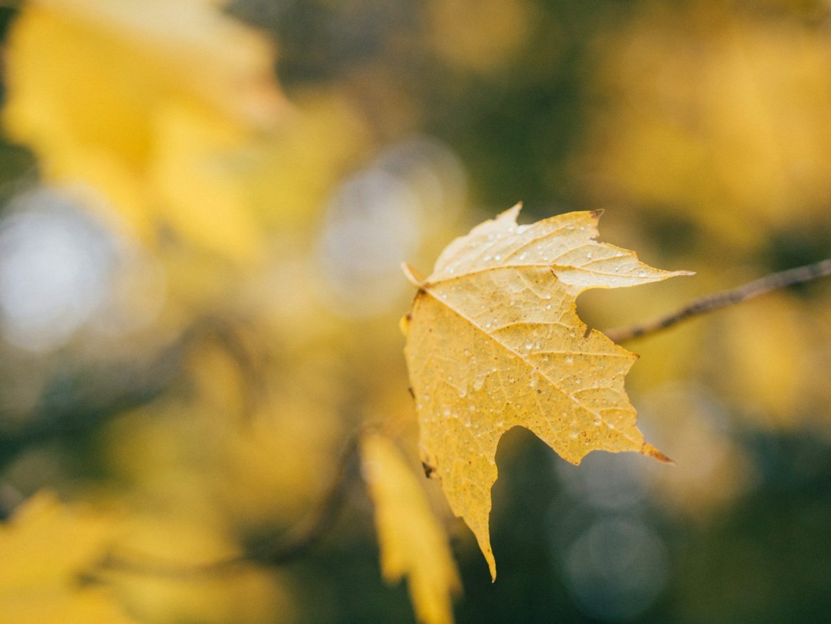 лист на ветке