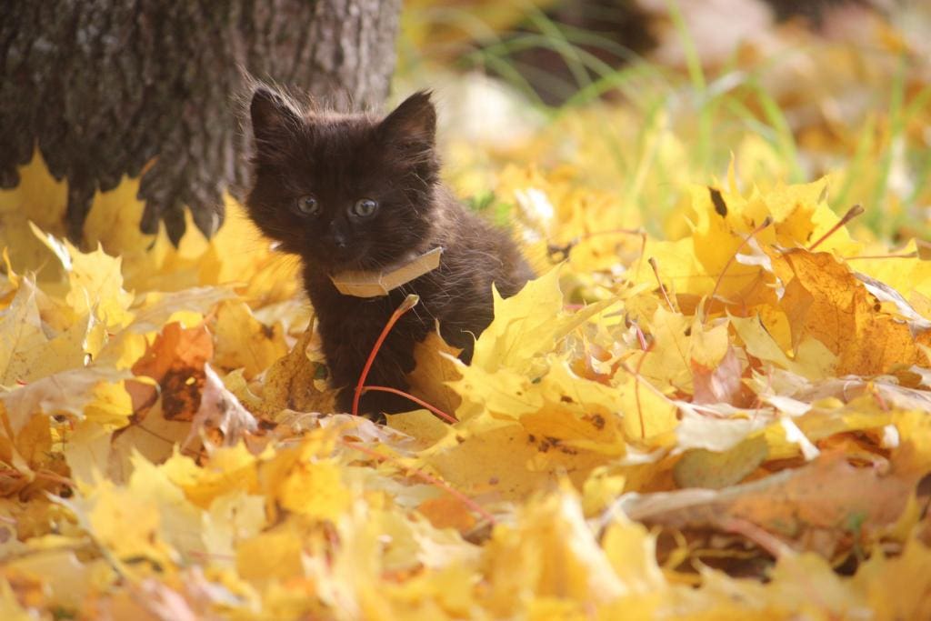 прогноз погоды