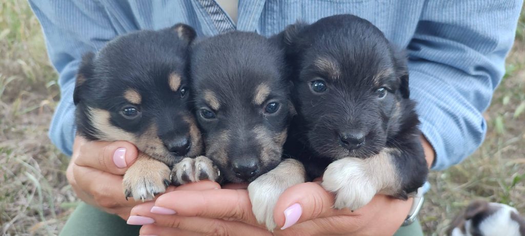 щенки