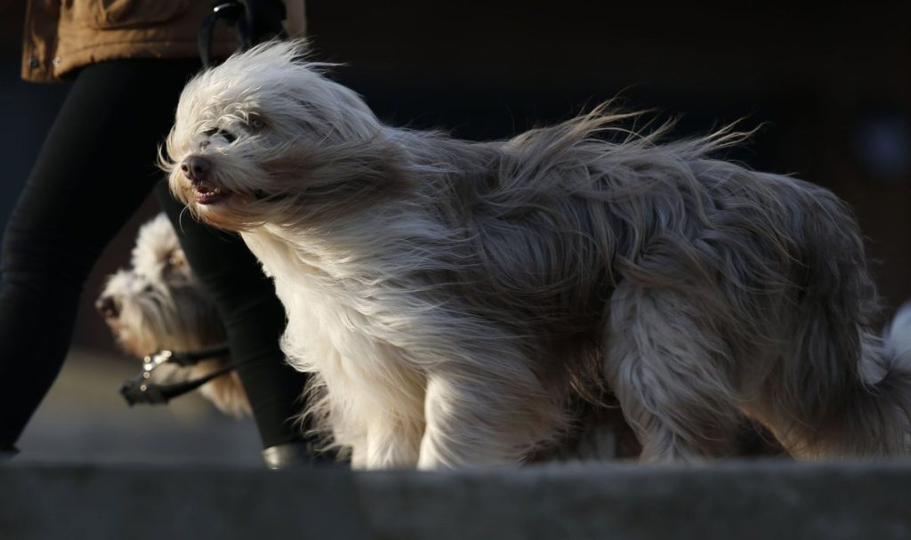 ветер собаки