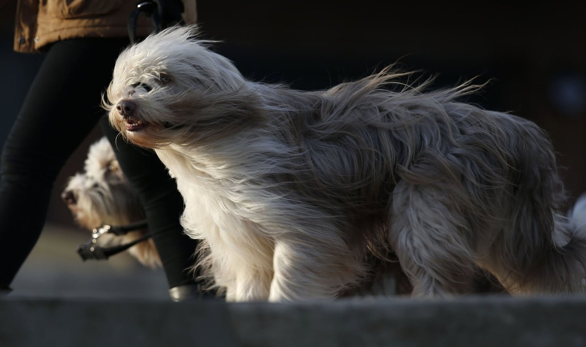 ветер собаки