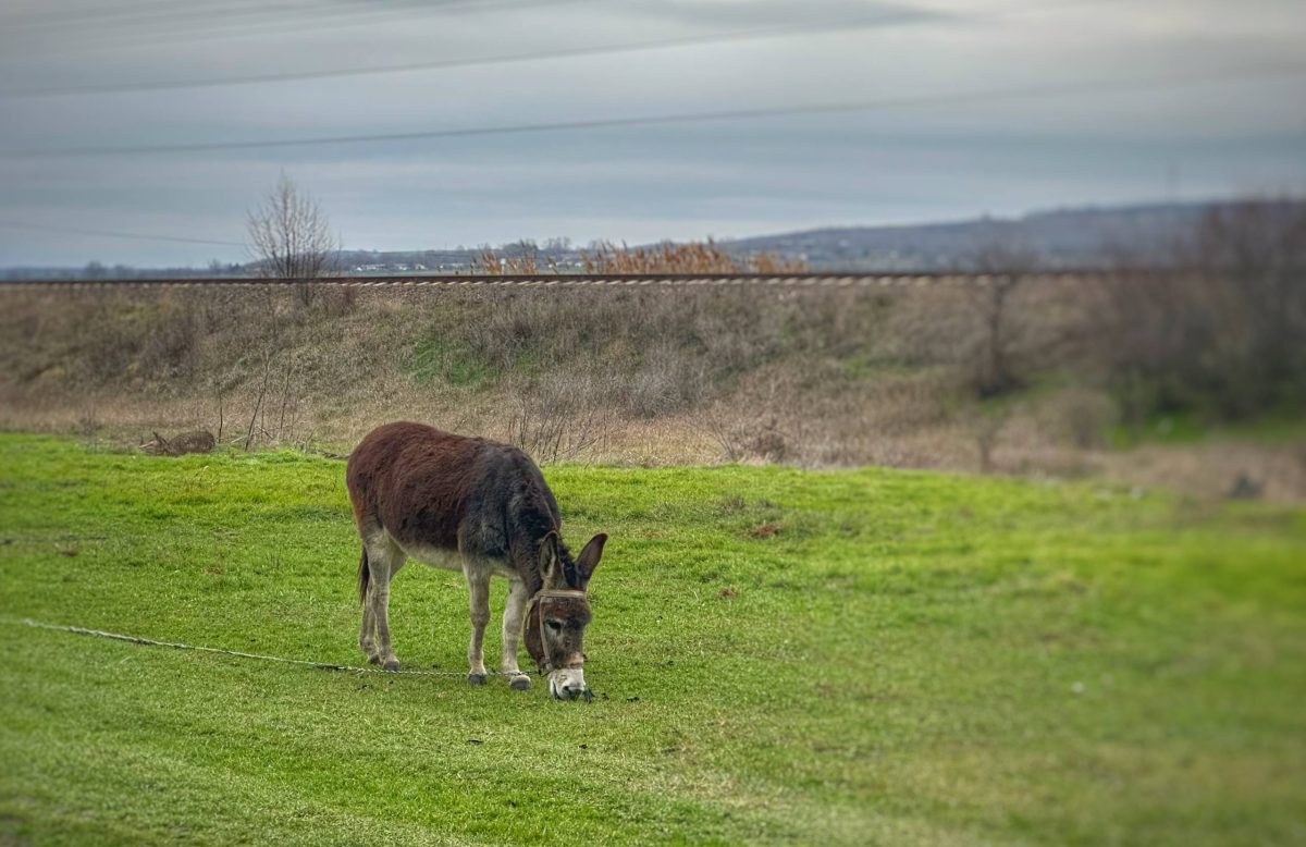 село Богдановка коммуны Исерлия