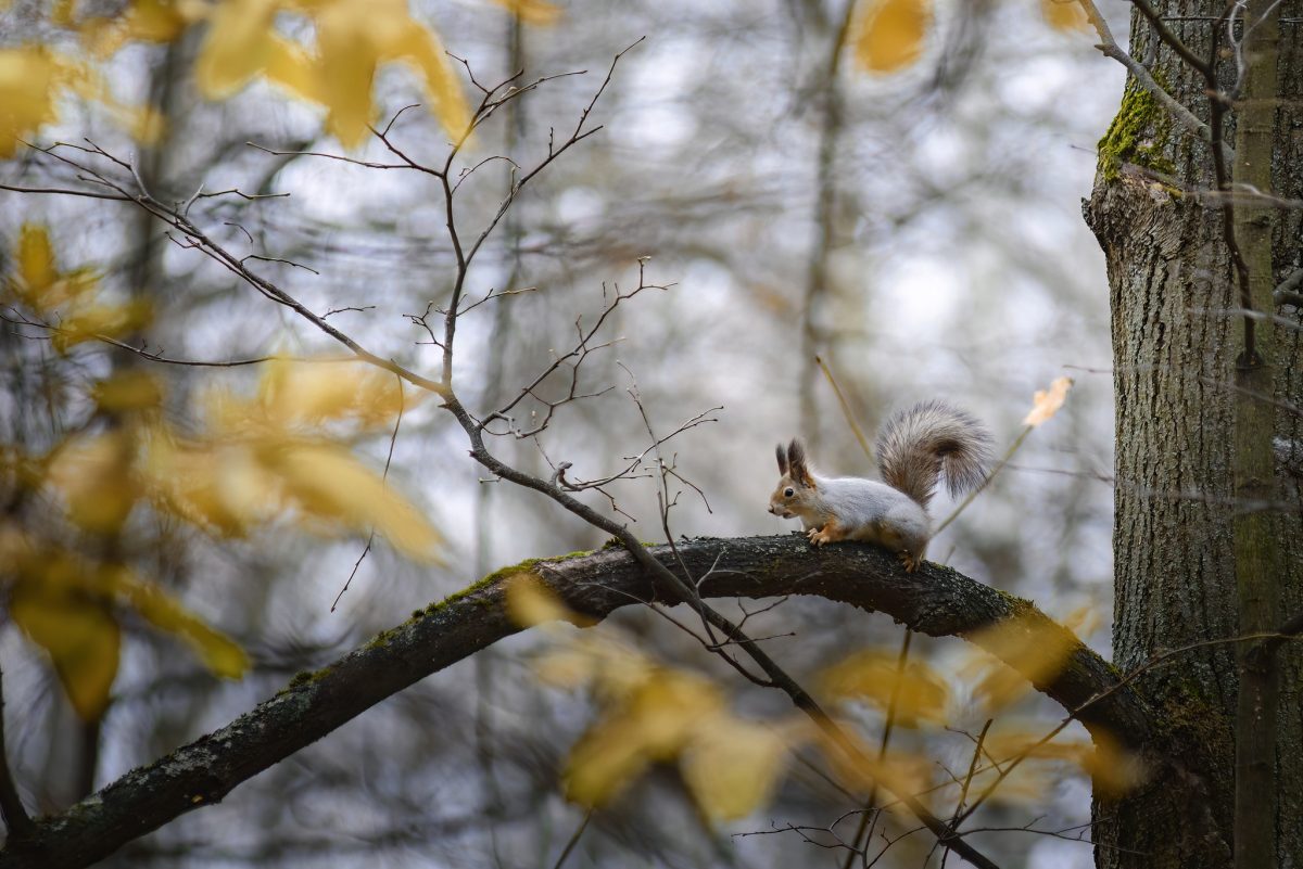 белка на дереве погода