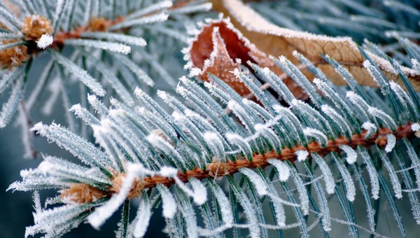 ель морозный день