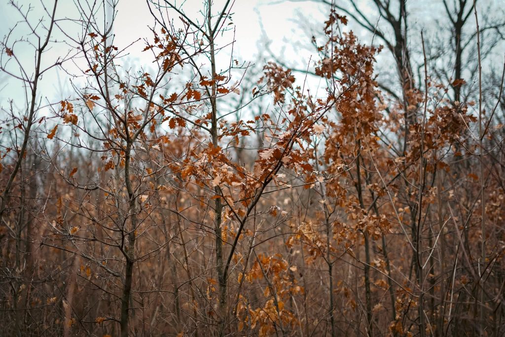 погода в декабре
