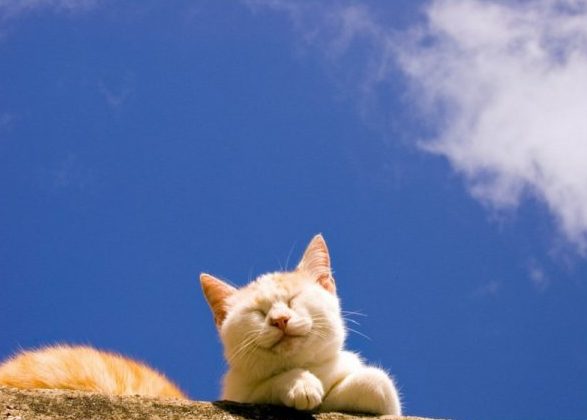 котик греется на солнце