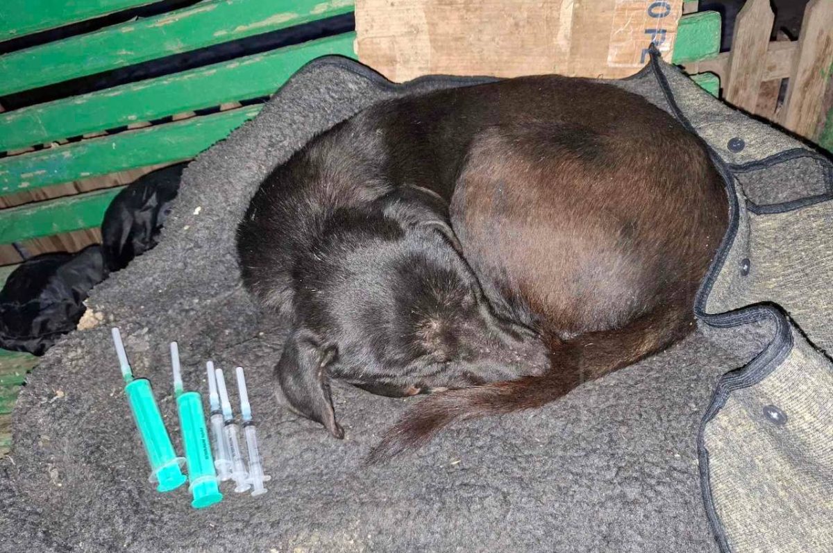 сообщество "Лапа"