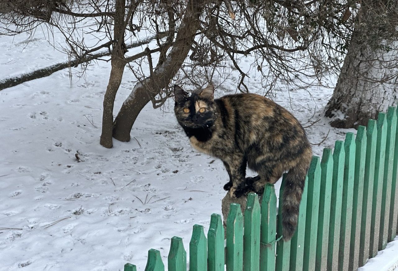 погода в Басарабяске