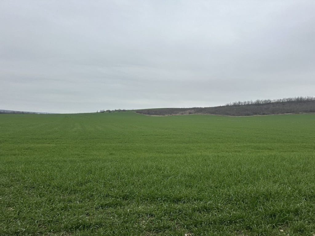 поле с озимыми культурами