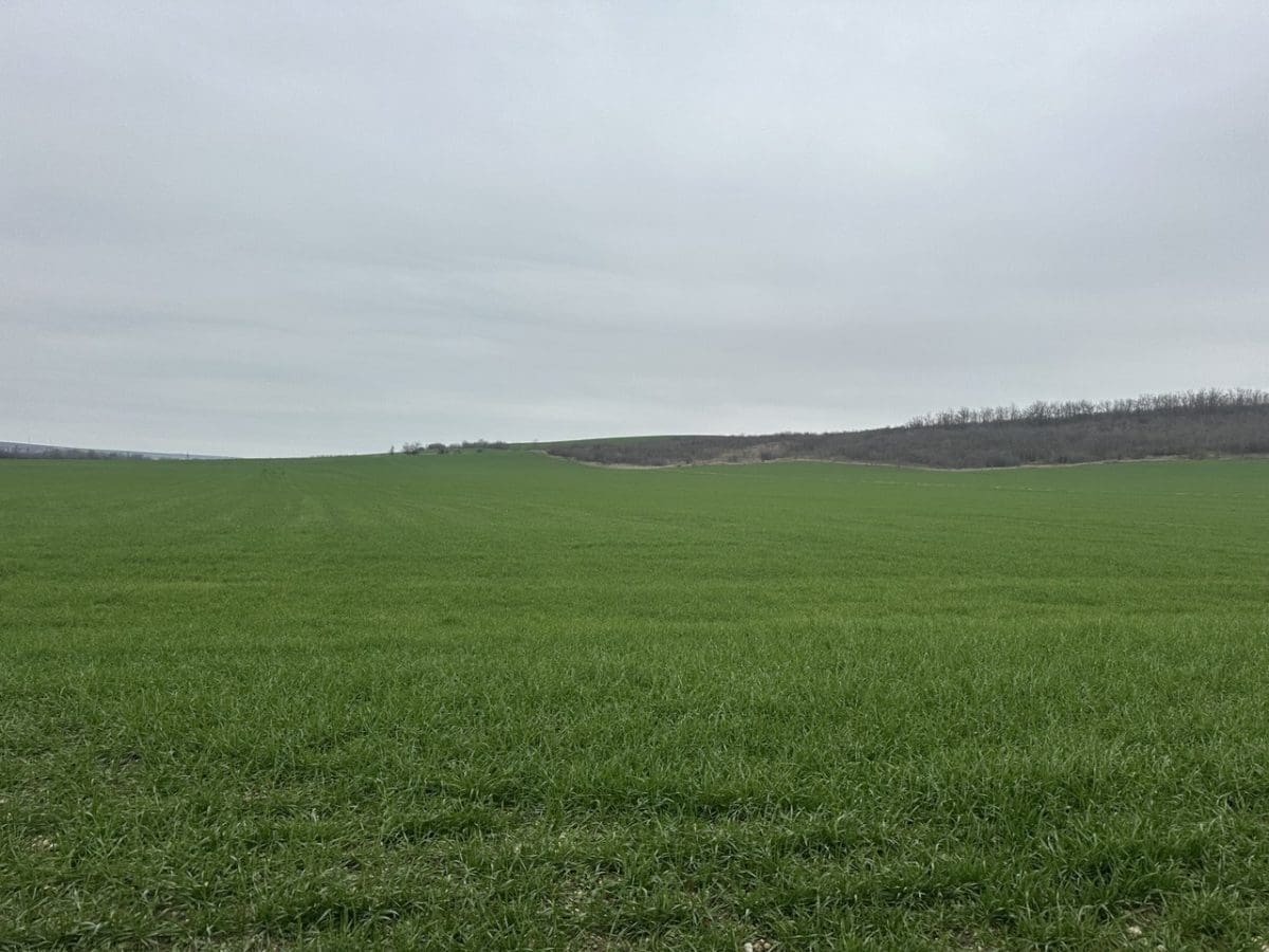 поле с озимыми культурами