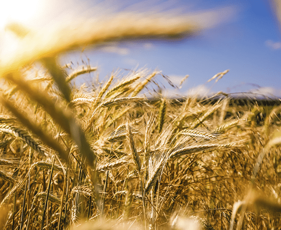 пшеничное поле