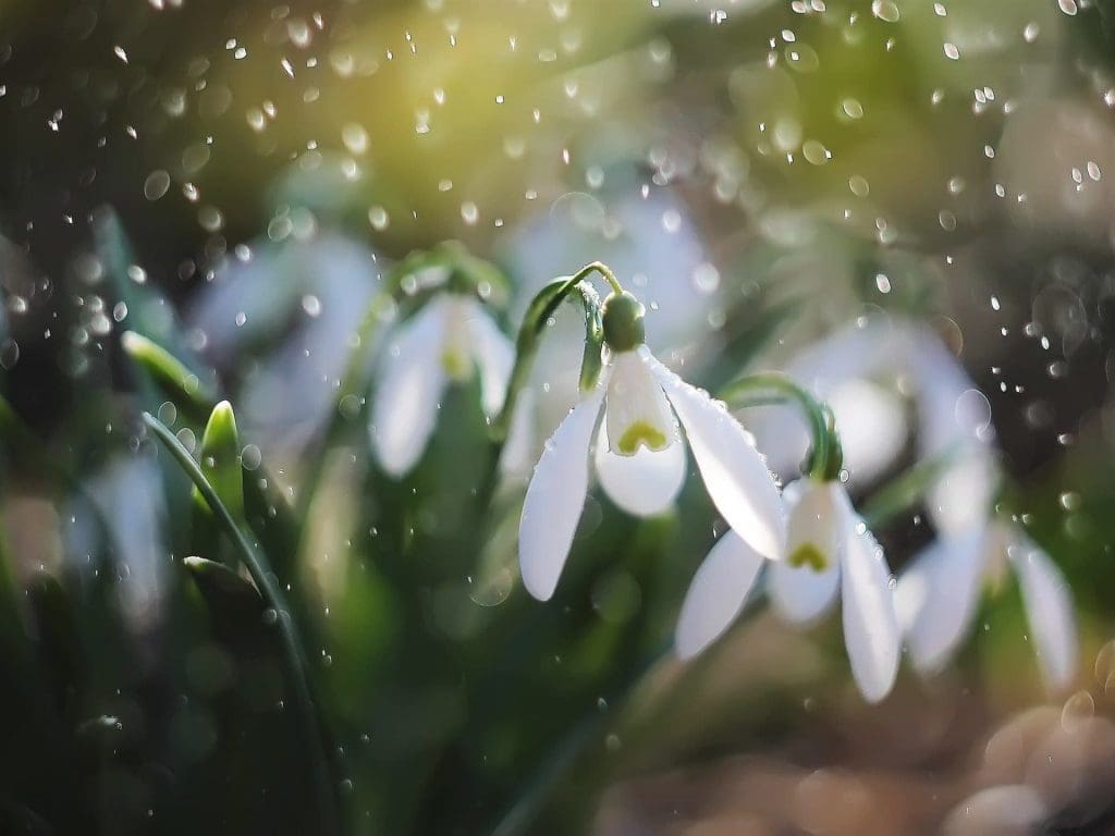 подснежники под дождем