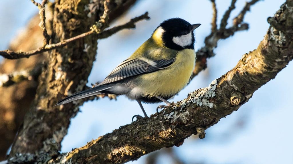 синица на ветке