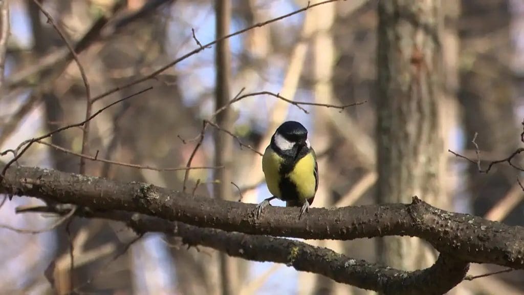 синица на ветке дерева