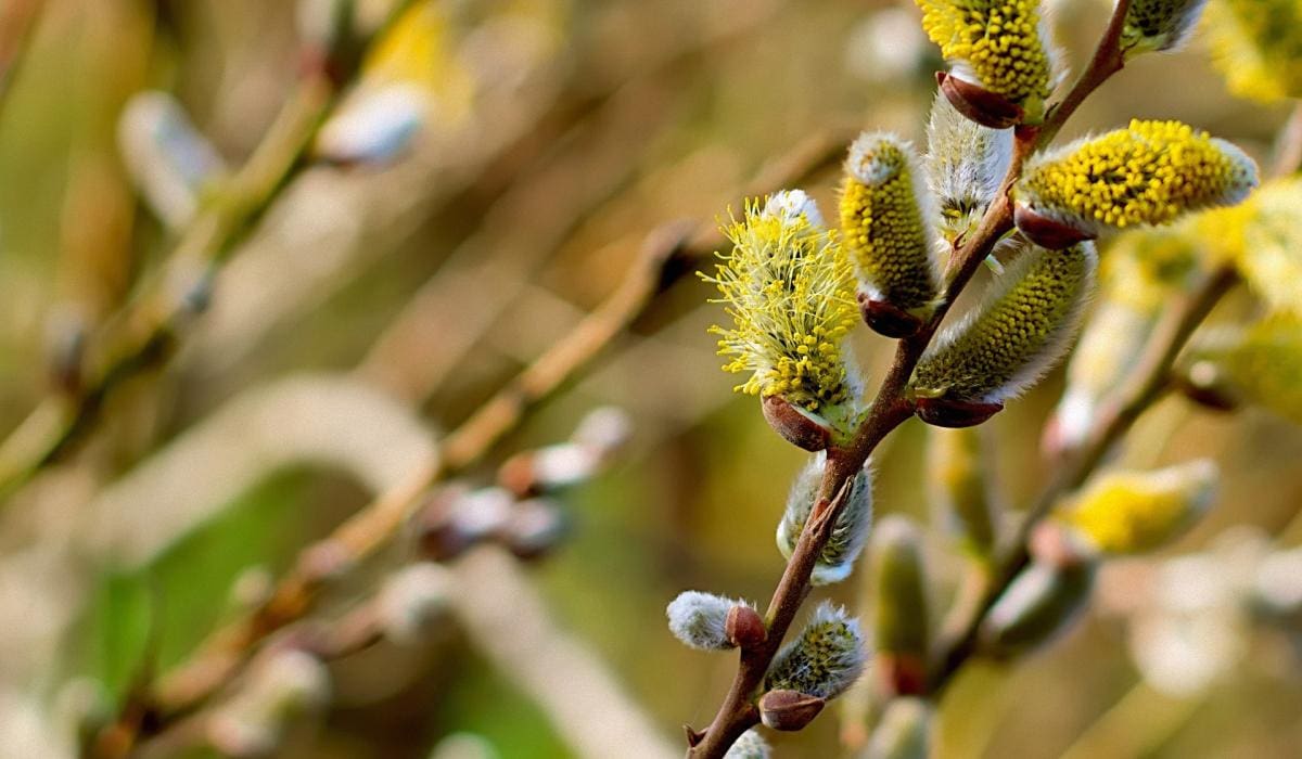 ветка вербы