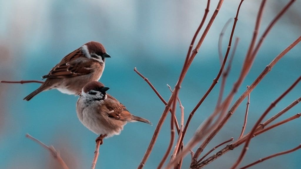 воробьи на ветке