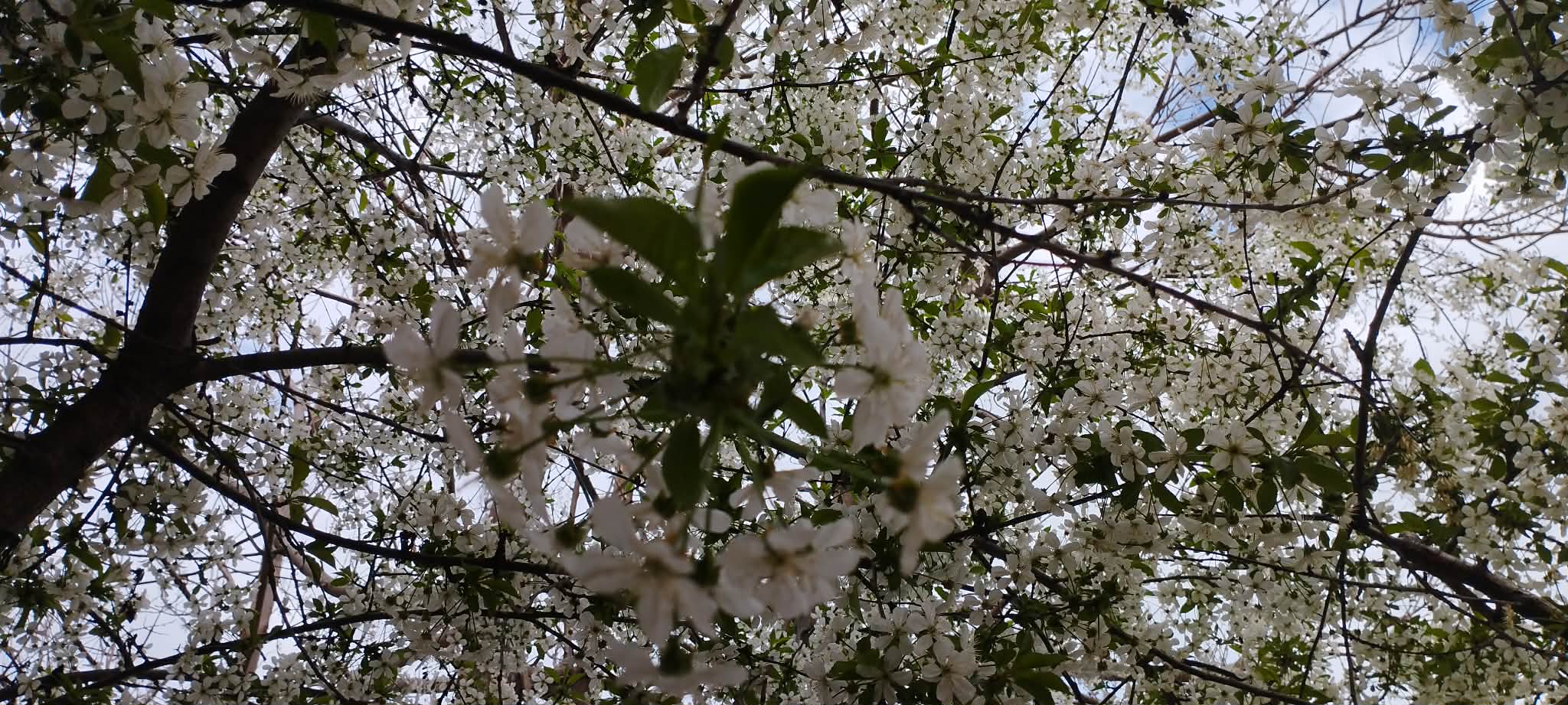 цветущая вишня