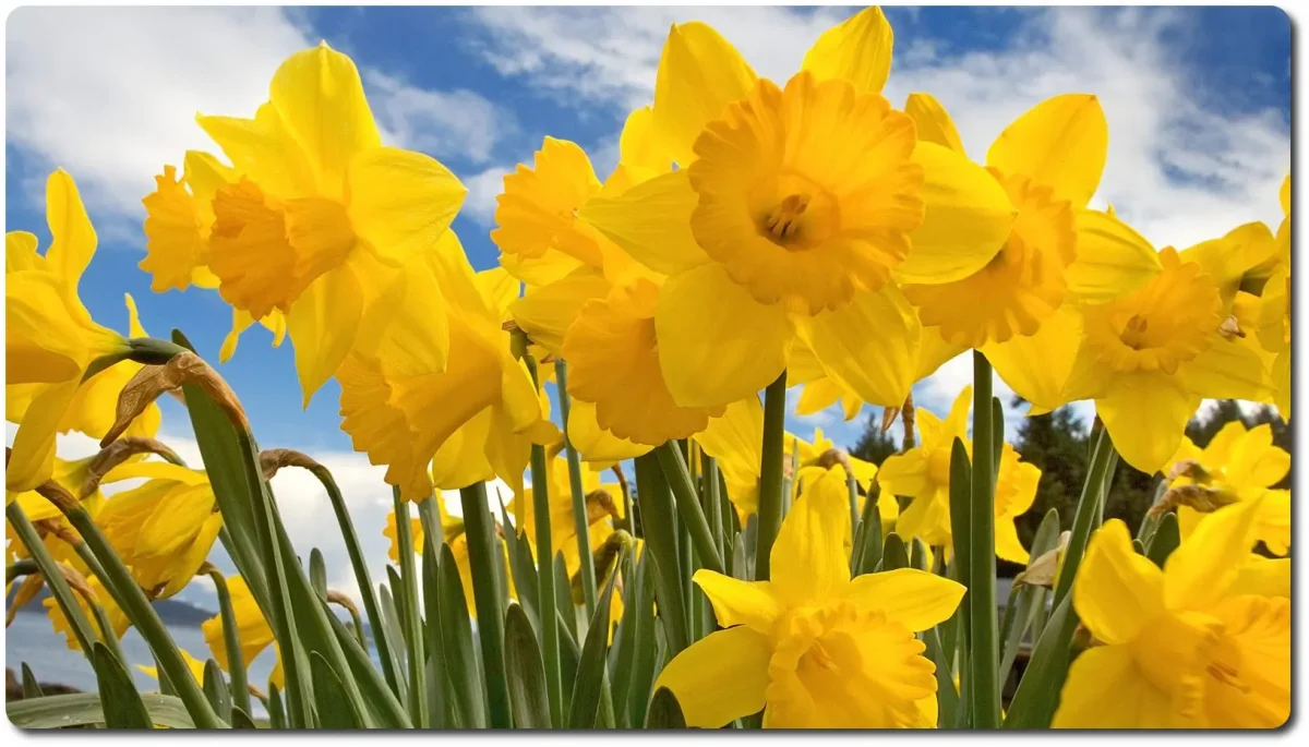нарциссы