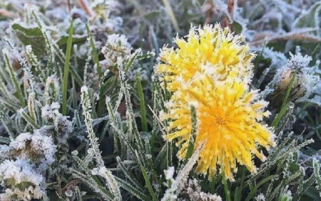одуванчик в траве - заморозки