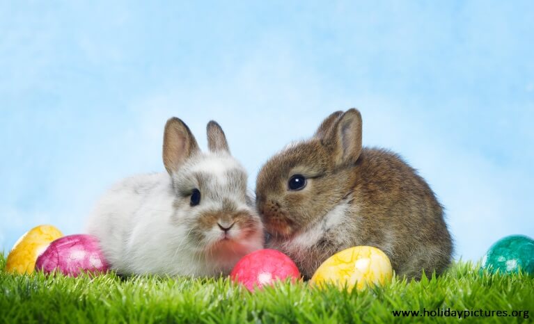 пасхальный кролик