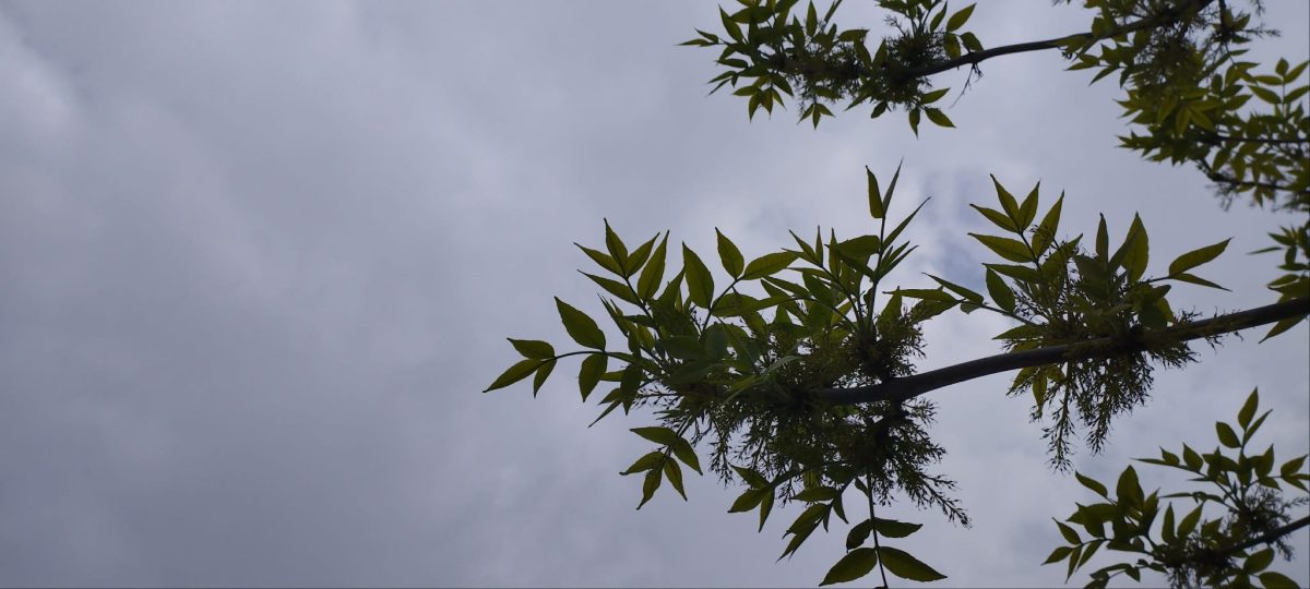 пасмурное небо и ветка дерева